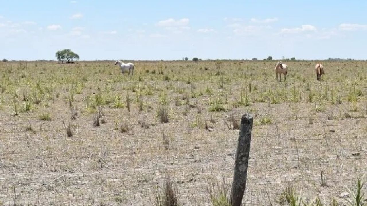 Extienden la emergencia agropecuaria en departamentos afectados por la sequ&iacute;a