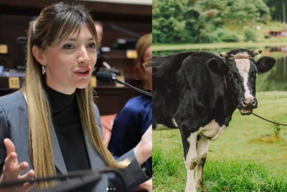 Una diputada quiere cobrar impuesto a los flatos y eructos de las vacas