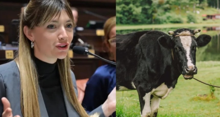 Una diputada quiere cobrar impuesto a los flatos y eructos de las vacas